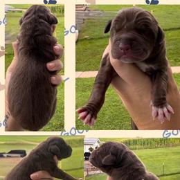 Jason - Chocolate male Great Dane puppy in Wellsville, New York from Prophecy Danes