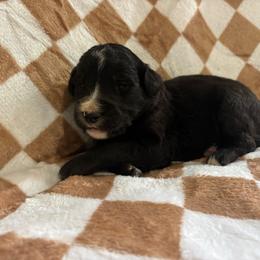Elizabeth - Black and white female Bernedoodle puppy in Holden, Missouri from Mid-West Bernedoodles