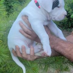 Dogo Argentino Puppies from K&B Southern Oregon Argentino Dogos