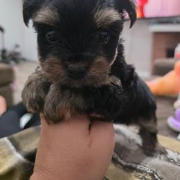 Boy 1 - Black and tan male Yorkshire Terrier puppy in San Diego, California from Rubiez Yorkiez