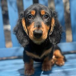 Archie - Black and tan male Dachshund puppy in Coopersburg, Pennsylvania from Barks and Burrows