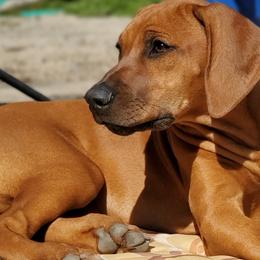 Rhodesian Ridgebacks from Crusader Rhodesian Ridgebacks