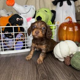 Lilly - Chocolate and tan female Dachshund puppy in Los Angeles, California from Mini Doxies R Us