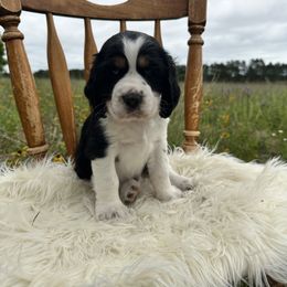 English Springer Spaniel Puppies from Currahee Fields Springers