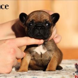 Chance - Fawn male French Bulldog puppy in Vancouver, Washington from Blackwell's American & French Bulldogs