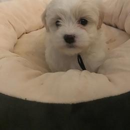 Leonardo - White male Maltipoo puppy in Raleigh, North Carolina from Loveable Litters