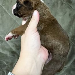 Boxer, Dalmatian, and Rottweiler Puppies from Poconopaws