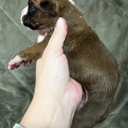 Boxer, Dalmatian, and Rottweiler Puppies from Poconopaws