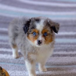 Ripley - Blue merle male Toy Australian Shepherd puppy in Georgetown, Texas from Minikin Manor