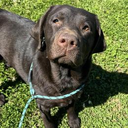 Bean - Labrador Retriever
