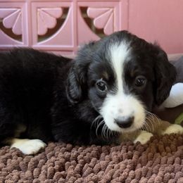 Wednesday - Tri-color female Bernedoodle puppy in Forsyth, Illinois from Birdies Mini Bernedoodles