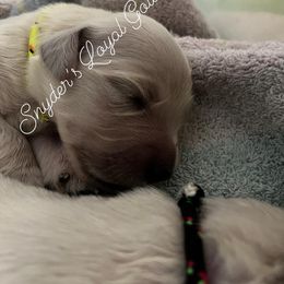 Golden Retriever Puppies from Loyal Golden Retrievers