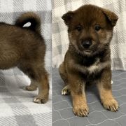 Girl 3 - Shikoku puppy from Kiseki No Yama