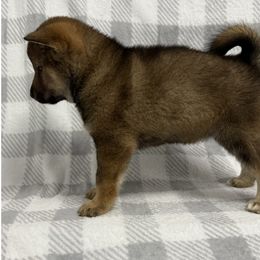 Girl 3 - Shikoku puppy from Kiseki No Yama