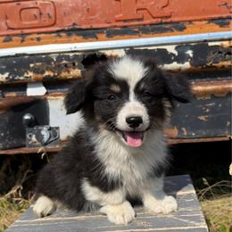 Willie - Red male Pembroke Welsh Corgi puppy in Mc Cammon, Idaho from Sunny J Corgis and Mini Americans
