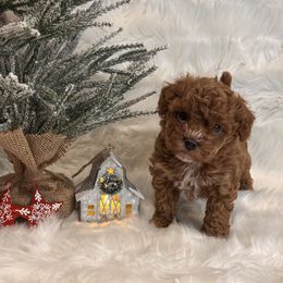 Creed - Red male Maltipoo puppy in Greenfield, Iowa from Sugar Plum Puppies