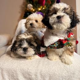 Shichon puppies from Nona's Shichons