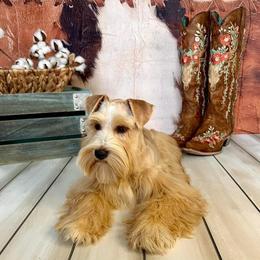 Hazel - Miniature Schnauzer