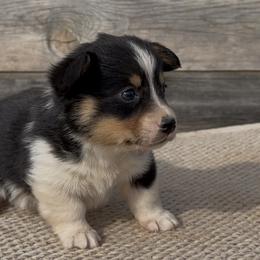American Corgi and Pembroke Welsh Corgi Puppies from Wild West Corgis