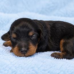 Harvest - Black and tan male Cavapoo puppy in Floyd, Virginia from Hearts and Paws Poodles and Doodles