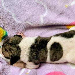 Daphney - White and fawn brindle female Whippet puppy in Goldendale, Washington from Amulet Charm