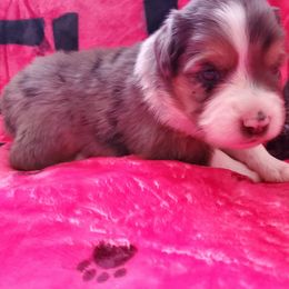 Miniature American Shepherd Puppies from Marquise Miniature American Shepherd