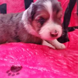 Miniature American Shepherd Puppies from Marquise Miniature American Shepherd