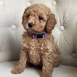 Bella( Purple collar) - Red  female Goldendoodle puppy in Skamokawa, Washington from East Valley Pups