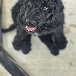 Cash - Black male Double Doodle puppy in Jeddo, Michigan from Bert's Doodles