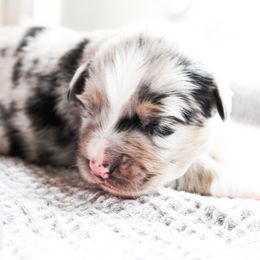 Miniature Australian Shepherd Puppies from Yarborough Kennels
