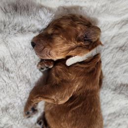 Fiona - Red  female Poodle puppy in Spartanburg, South Carolina from Taya's Pups