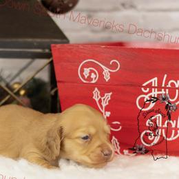 Cream dapple - Dapple male Dachshund puppy in Seminary, Mississippi from Down South Mavericks Dachshunds