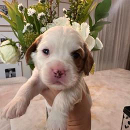 Ari - Blenheim female Cavapoo puppy in Sacramento County, California from Sac-Town Poodles and Doodles