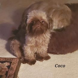 Coco - Shih Tzu