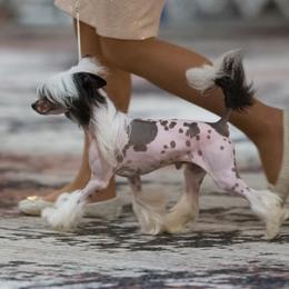 Chinese Cresteds from TopBrass Kennels