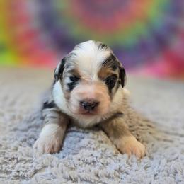 Dolly - Blue merle female Miniature Australian Shepherd puppy in Church Hill, Tennessee from Hippie Dog Haven