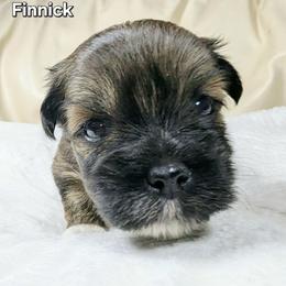 Finnick - Brown male Lhasa Apso puppy in Jefferson, New York from Absolute Lhasa Love