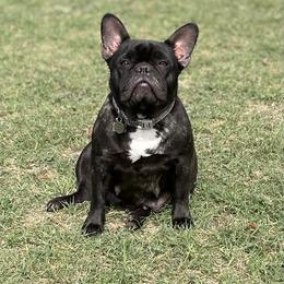 Bulldog and French Bulldog All Grown Up from Fancy Like Frenchies