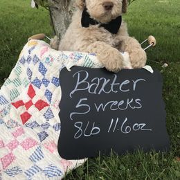 Goldendoodle, Schnoodle, and Sheepadoodle Puppies from Dood Ranch