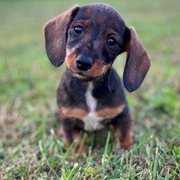 Dachshund Puppies from Royal Bloodline Canines