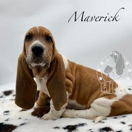 Maverick - Mahogany and white male Basset Hound puppy in Dingess, West Virginia from Tuckers' Howling Hounds