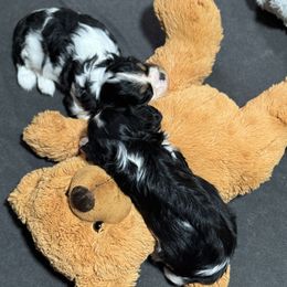 Cavalier King Charles Spaniel puppies from Londyn Cavaliers