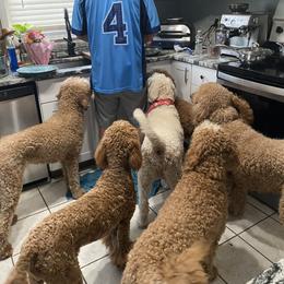 Goldendoodle Puppies from Wrightsville Beach GoldenDoodles