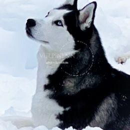 Delta - Pomsky