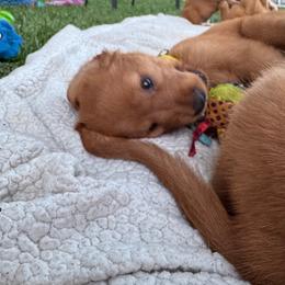 Golden Retriever Puppies from Bigfoot Goldens - AKC Registered Dark Red