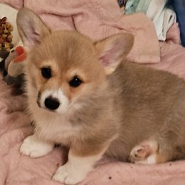 Pembroke Welsh Corgi Puppies from Kari's Pembroke Welsh Corgis