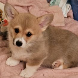 Pembroke Welsh Corgi Puppies from Kari's Pembroke Welsh Corgis