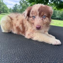Blizzard - Red merle male Australian Shepherd puppy in Big Sandy, Texas from Rocking S Ranch