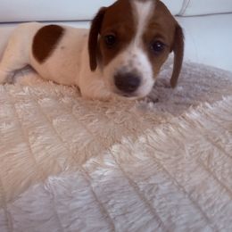 Girl 2 - Piebald female Dachshund puppy in Spokane, Washington from Dearhaven Doxie