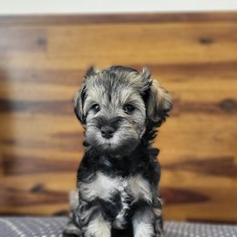 Miniature Schnauzer Puppies from Highland Schnauzer